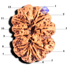 Load image into Gallery viewer, 12 Mukhi Nepalese Rudraksha - Bead No 270