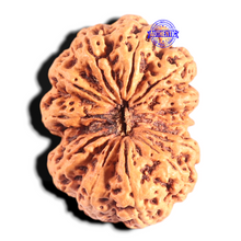 Load image into Gallery viewer, 12 Mukhi Nepalese Rudraksha - Bead No 270
