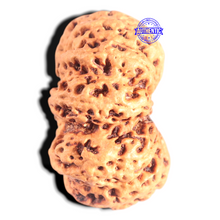 Load image into Gallery viewer, 12 Mukhi Nepalese Rudraksha - Bead No 270