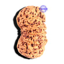 Load image into Gallery viewer, 12 Mukhi Nepalese Rudraksha - Bead No 270