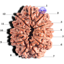 Load image into Gallery viewer, 12 Mukhi Nepalese Rudraksha - Bead No. 307