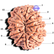Load image into Gallery viewer, 12 Mukhi Nepalese Rudraksha - Bead No. 317