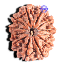 Load image into Gallery viewer, 12 Mukhi Nepalese Rudraksha - Bead No. 317