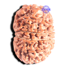 Load image into Gallery viewer, 12 Mukhi Nepalese Rudraksha - Bead No. 317