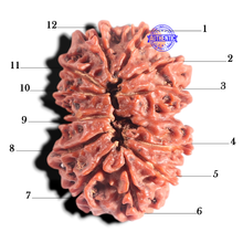 Load image into Gallery viewer, 12 Mukhi Nepalese Rudraksha - Bead No 333