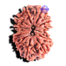 Load image into Gallery viewer, 12 Mukhi Nepalese Rudraksha - Bead No 333