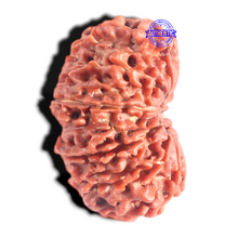 Load image into Gallery viewer, 12 Mukhi Nepalese Rudraksha - Bead No 333
