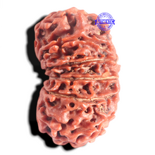 Load image into Gallery viewer, 12 Mukhi Nepalese Rudraksha - Bead No 333