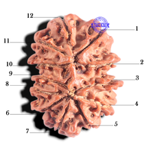 Load image into Gallery viewer, 12 Mukhi Nepalese Rudraksha - Bead No 359