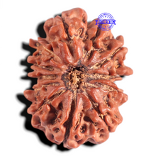Load image into Gallery viewer, 12 Mukhi Nepalese Rudraksha - Bead No 359