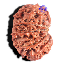 Load image into Gallery viewer, 12 Mukhi Nepalese Rudraksha - Bead No 359