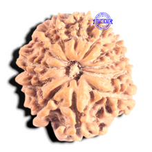 Load image into Gallery viewer, 12 Mukhi Nepalese Rudraksha - Bead No 363