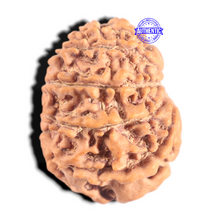 Load image into Gallery viewer, 12 Mukhi Nepalese Rudraksha - Bead No 363