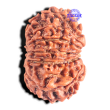 Load image into Gallery viewer, 12 Mukhi Nepalese Rudraksha - Bead No 365