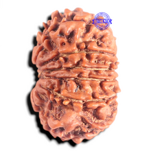 Load image into Gallery viewer, 12 Mukhi Nepalese Rudraksha - Bead No 365