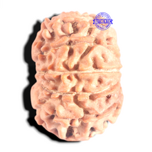 Load image into Gallery viewer, 12 Mukhi Nepalese Rudraksha - Bead No 368