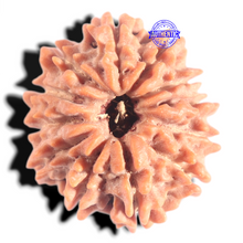Load image into Gallery viewer, 12 Mukhi Nepalese Rudraksha - Bead No 369