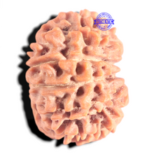 Load image into Gallery viewer, 12 Mukhi Nepalese Rudraksha - Bead No 369