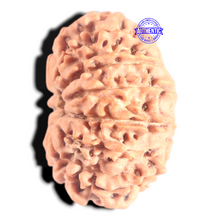 Load image into Gallery viewer, 12 Mukhi Nepalese Rudraksha - Bead No 371