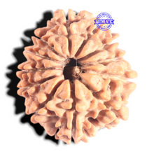 Load image into Gallery viewer, 12 Mukhi Nepalese Rudraksha - Bead No 377