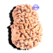 Load image into Gallery viewer, 12 Mukhi Nepalese Rudraksha - Bead No 377
