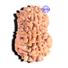 Load image into Gallery viewer, 12 Mukhi Nepalese Rudraksha - Bead No 382