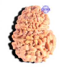Load image into Gallery viewer, 12 Mukhi Nepalese Rudraksha - Bead No 383
