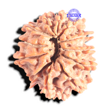 Load image into Gallery viewer, 12 Mukhi Nepalese Rudraksha - Bead No 386