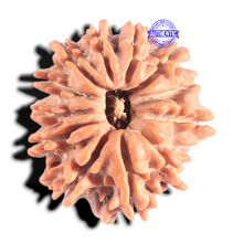 Load image into Gallery viewer, 12 Mukhi Nepalese Rudraksha - Bead No 386