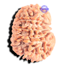Load image into Gallery viewer, 12 Mukhi Nepalese Rudraksha - Bead No 386