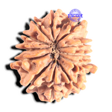 Load image into Gallery viewer, 12 Mukhi Nepalese Rudraksha - Bead No 389
