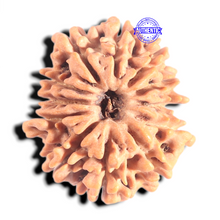 Load image into Gallery viewer, 12 Mukhi Nepalese Rudraksha - Bead No 389