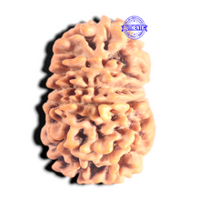 Load image into Gallery viewer, 12 Mukhi Nepalese Rudraksha - Bead No 389