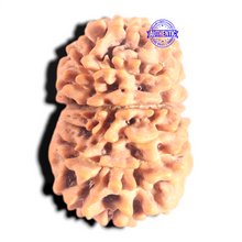 Load image into Gallery viewer, 12 Mukhi Nepalese Rudraksha - Bead No 389