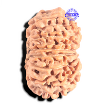 Load image into Gallery viewer, 12 Mukhi Nepalese Rudraksha - Bead No 390