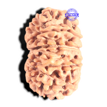 Load image into Gallery viewer, 12 Mukhi Nepalese Rudraksha - Bead No 390
