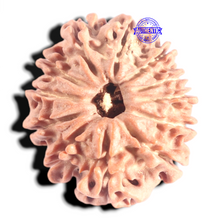 Load image into Gallery viewer, 12 Mukhi Nepalese Rudraksha - Bead No 392
