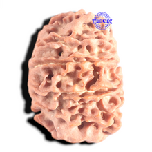 Load image into Gallery viewer, 12 Mukhi Nepalese Rudraksha - Bead No 392