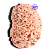 Load image into Gallery viewer, 12 Mukhi Nepalese Rudraksha - Bead No 392