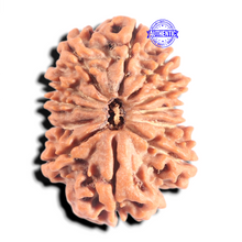 Load image into Gallery viewer, 12 Mukhi Nepalese Rudraksha - Bead No 396