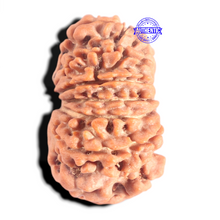 Load image into Gallery viewer, 12 Mukhi Nepalese Rudraksha - Bead No 396