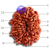 Load image into Gallery viewer, 12 Mukhi Nepalese Rudraksha - Bead No 309