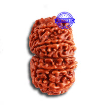 Load image into Gallery viewer, 12 Mukhi Nepalese Rudraksha - Bead No 309