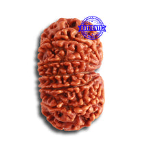 Load image into Gallery viewer, 12 Mukhi Nepalese Rudraksha - Bead No 309