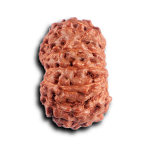 Load image into Gallery viewer, 12 Mukhi Indonesian Rudraksha - Bead No.300