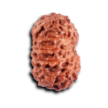 Load image into Gallery viewer, 12 Mukhi Indonesian Rudraksha - Bead No.300