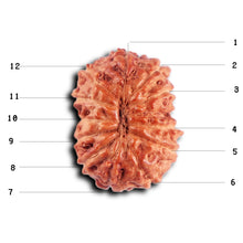 Load image into Gallery viewer, 12 Mukhi Indonesian Rudraksha - Bead No.301