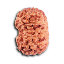 Load image into Gallery viewer, 12 Mukhi Indonesian Rudraksha - Bead No.301