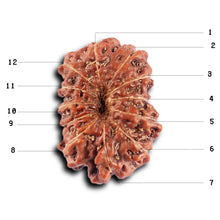 Load image into Gallery viewer, 12 Mukhi Indonesian Rudraksha - Bead No. 303