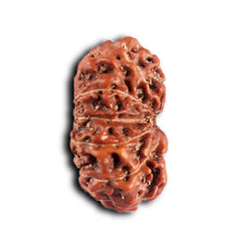 Load image into Gallery viewer, 12 Mukhi Indonesian Rudraksha - Bead No. 303